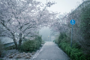 Cherry blossoms on the roadside in the morning mist Cherry blossoms on the roadside in the morning mist